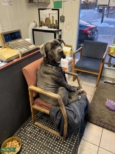 Blue brindle pedigree male  Listing Image