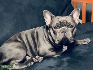 French Bulldog Listing Image