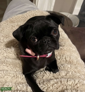 Black female pug Listing Image
