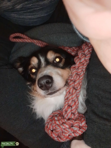 Tricolor Australian Shepherd, Femail Listing Image