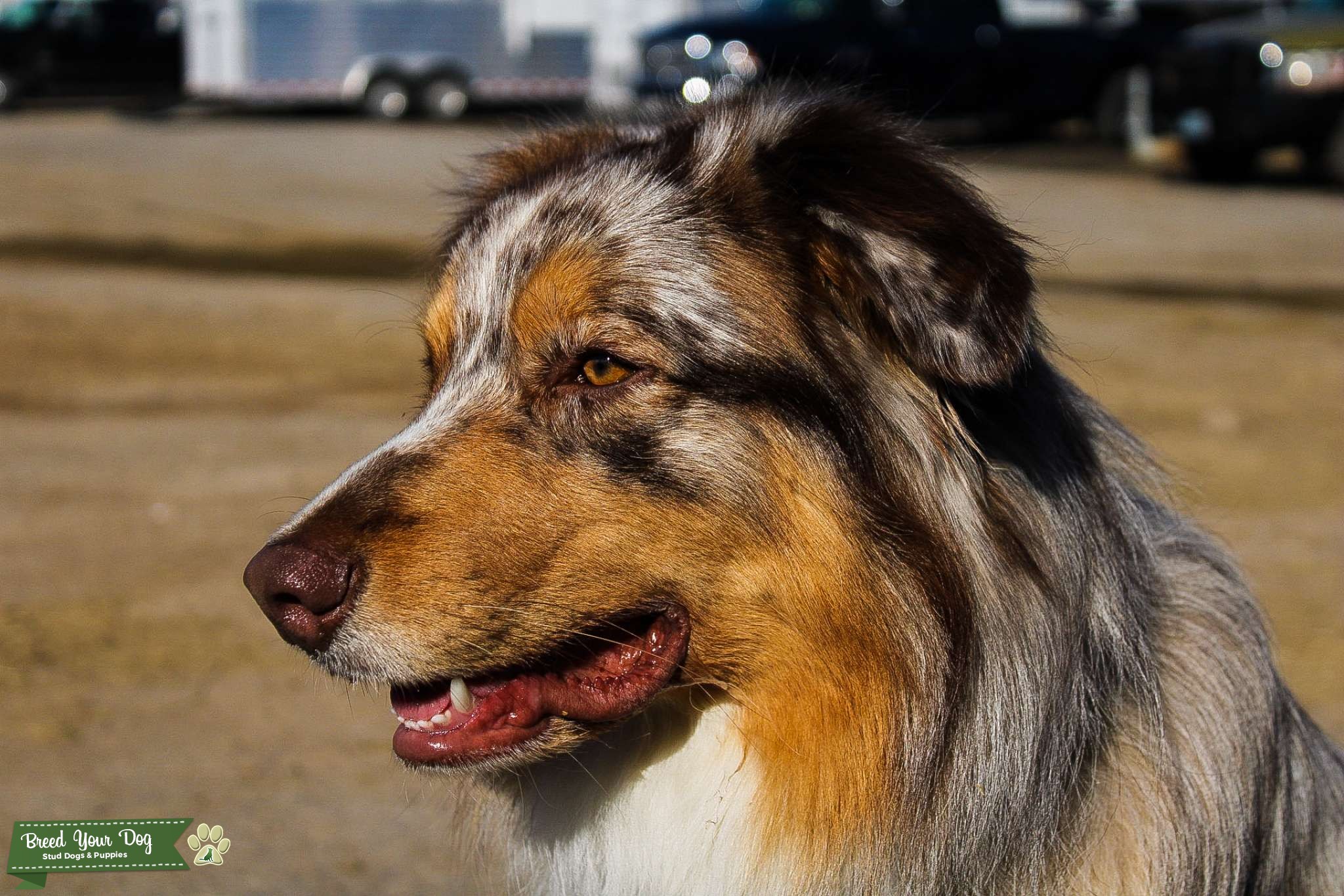 Red Merle Male Stud Dog in TX, United States Breed Your Dog