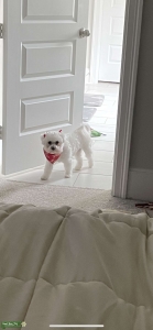 Female bichon looking for mate Listing Image