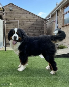 YARD Stunning Bernese Mountain Dog STUD Listing Image