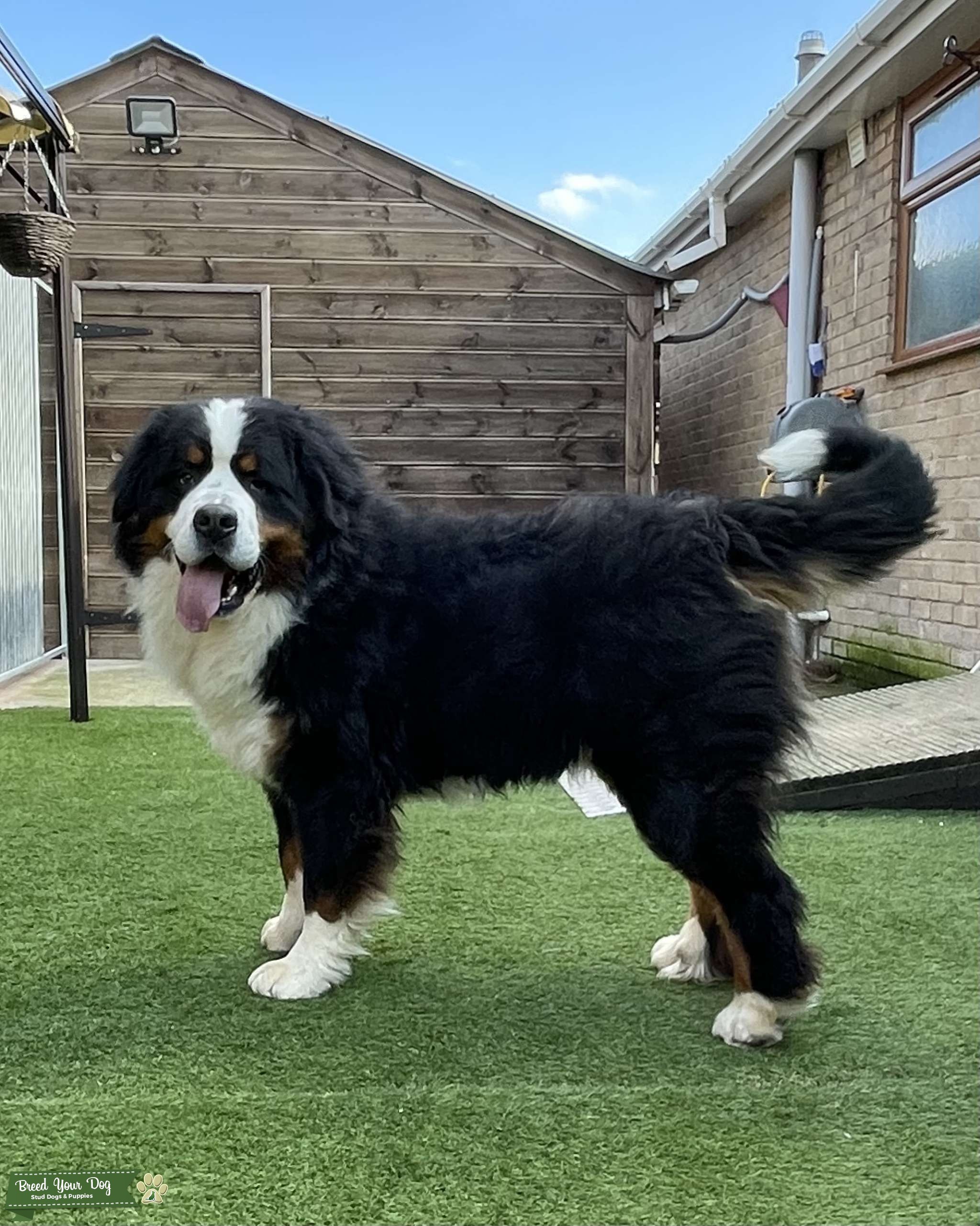 YARD Stunning Bernese Mountain Dog STUD Stud Dog in Lincolnshire