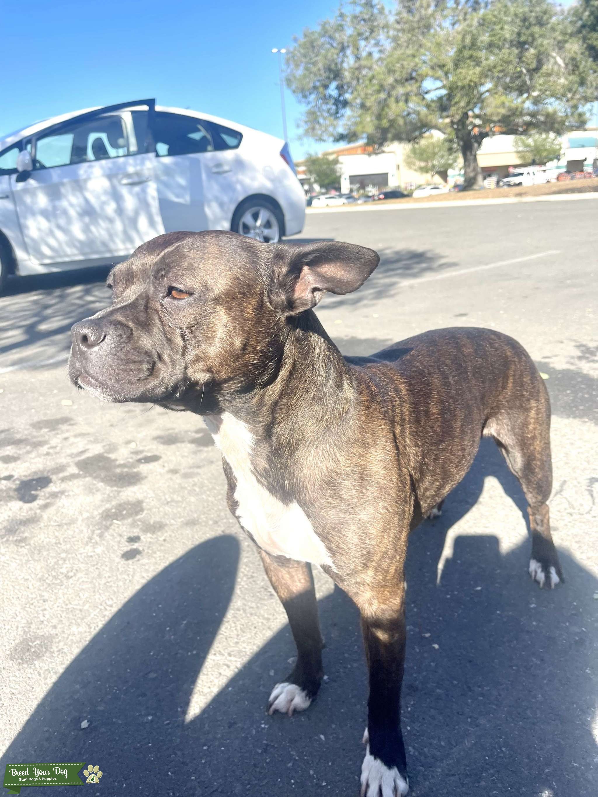 Majestic Hyena Stud Dog in California , United States Breed Your Dog