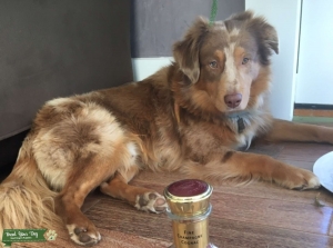 Red Merle Mini Australian Shepherd stud - Loving and Athletic Listing Image