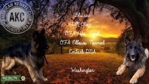 AKC black and red long coat German shepherd  Listing Image