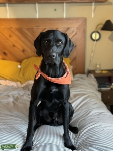 German Wire Pointer Black Lab Mix Listing Image