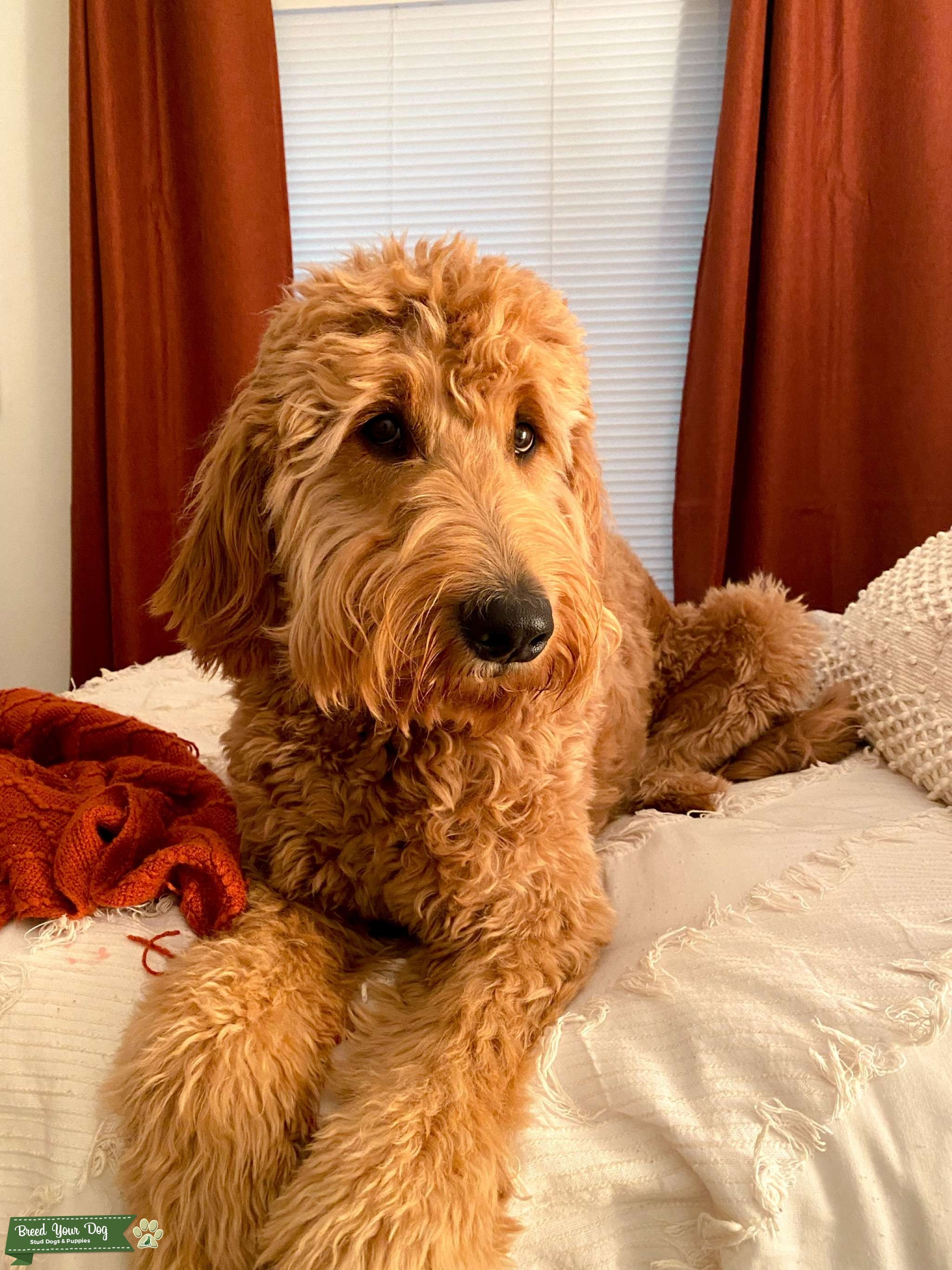 Apricot Goldendoodle Stud Stud Dog Virginia Breed Your Dog