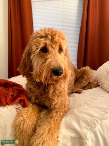 Apricot Goldendoodle Stud Listing Image