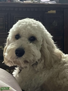F1 Goldendoodle Listing Image