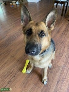 Black and Tan German Shepherd  Listing Image