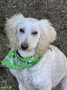 poodle stud Listing Image