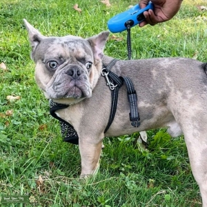 Stud services blue fawn Merle  Listing Image