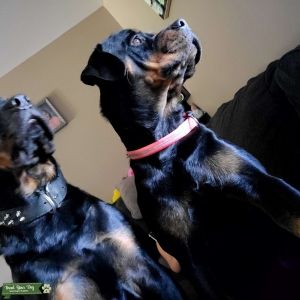 Rottweiler  Listing Image