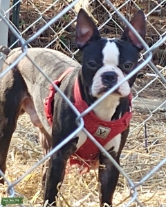 Zukko B/W with Brindle CKC, Semen Shipping Listing Image