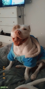 American bully Listing Image