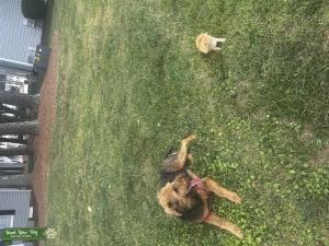 Mating Season! Pure Bred Airedale Terrier (F) Listing Image