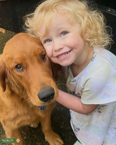 Female Golden ISO AKC registered stud! Listing Image