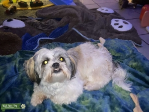 Female Shih tzu  Listing Image