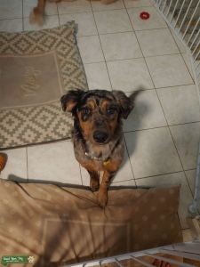 Merle Retriever Mix Looking For Stud Listing Image
