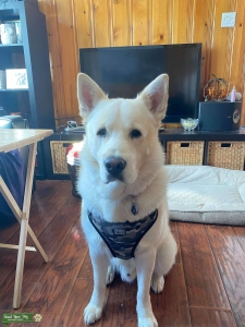 Husky mix Listing Image