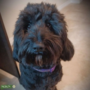 Female Black Labradoodle Listing Image
