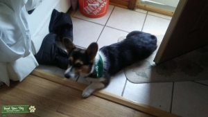 Akc pembroke welsh tricolor stud for hire Listing Image
