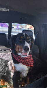 AKC Bernese Mountain Dog Listing Image
