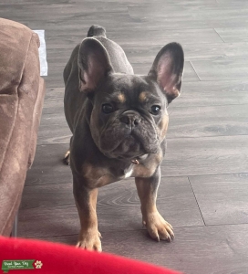 Blue &  Tan Tri Color French Bulldog Listing Image