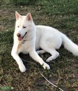 Husky Male Stud Listing Image