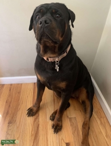 MALE NEEDED FOR PUPPIES Listing Image