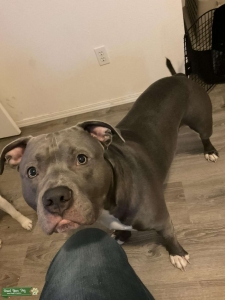Looking to breed my dog hopefully soon Listing Image