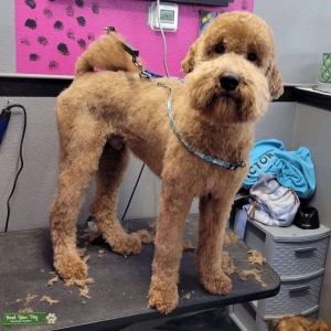 Apricot CKC Goldendoodle  Listing Image