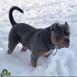 Xl Abkc lilac tri male 1 year old  Listing Image
