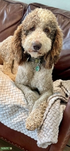 Standard Poodle Parti Listing Image