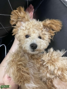 Female Maltipoo looking for future stud Listing Image