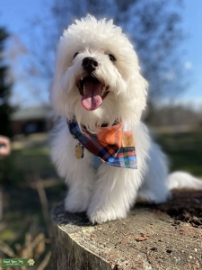 Maltipoo Listing Image