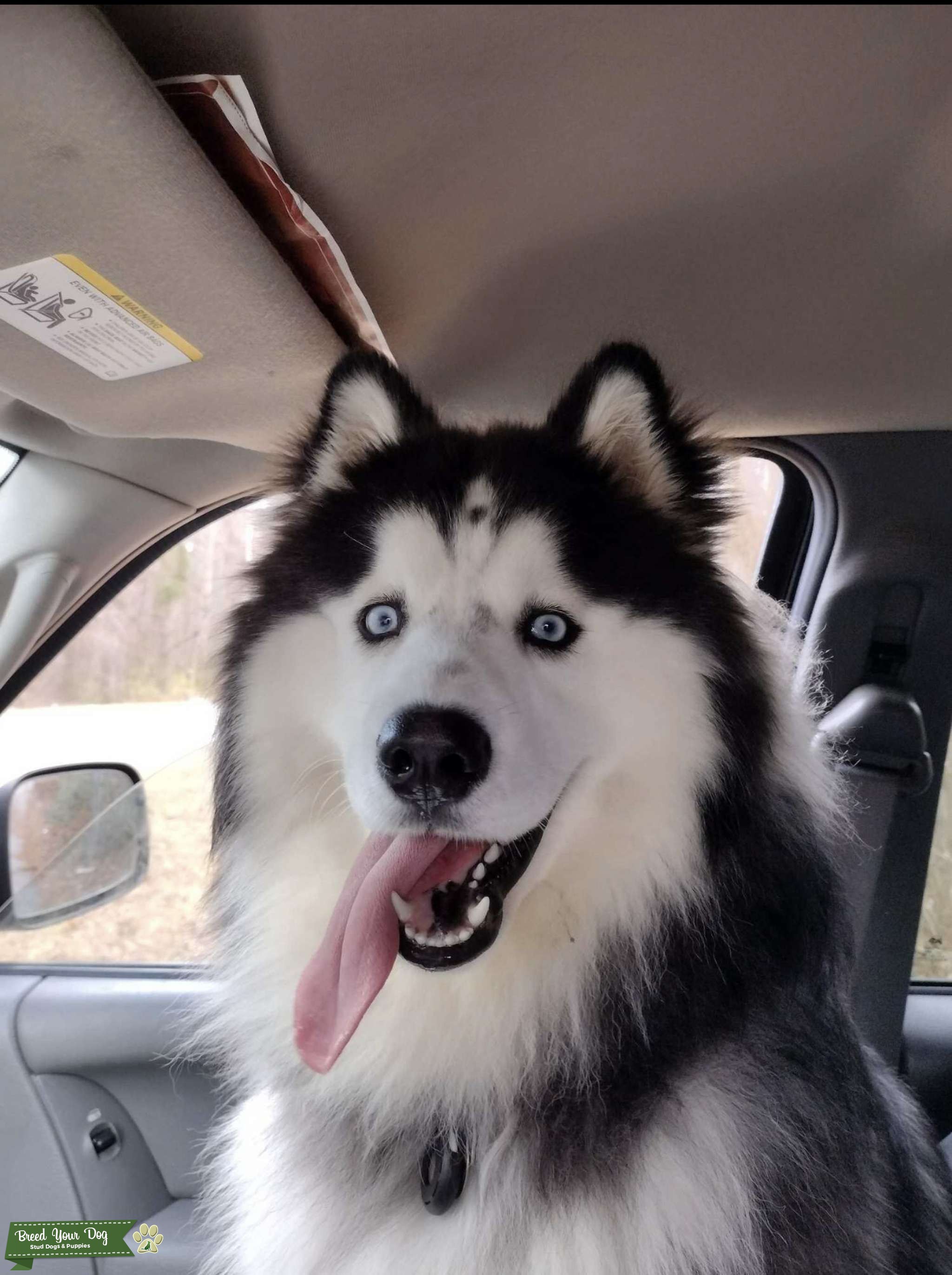 Krypto the Siberian Husky (AKC Registered) Stud Dog in Raeford, North