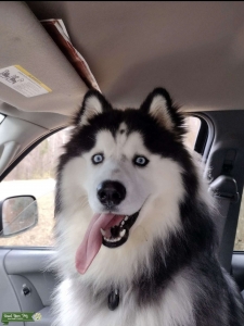 Krypto the Siberian Husky (AKC Registered) Listing Image