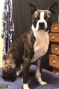 Brindle Boston Terrier Listing Image