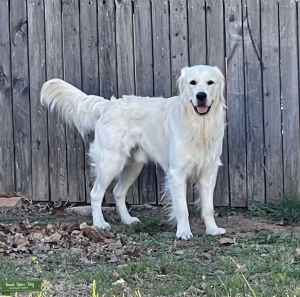English Cream Champion Bloodline Stud Listing Image