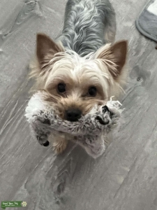 Standard AKC Yorkie Listing Image
