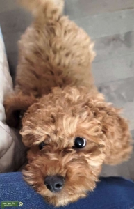 18 lbs of cockapoo curly red fur with  beautiful bright eyes  Listing Image