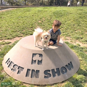 Pomeranian Stud Listing Image