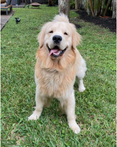 Golden Retriever Stud Listing Image