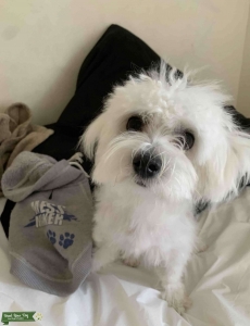 Male Maltese Listing Image