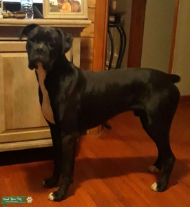 Seal / White AKC Reg. Boxer Stud Listing Image