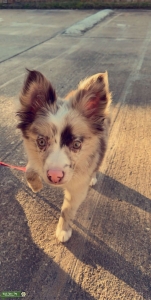 Red Merle Mini Aussie  Listing Image
