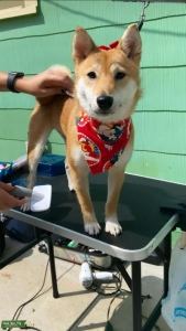 Shiba inu female looking for male Listing Image